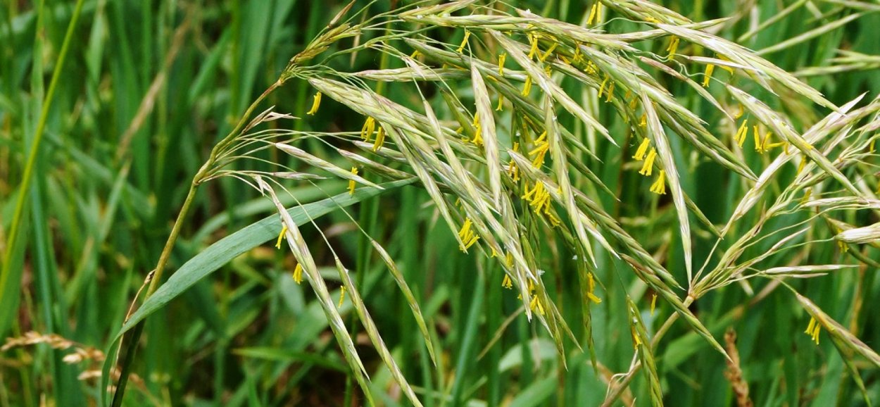 Костер полевой (Bromus arvensis)