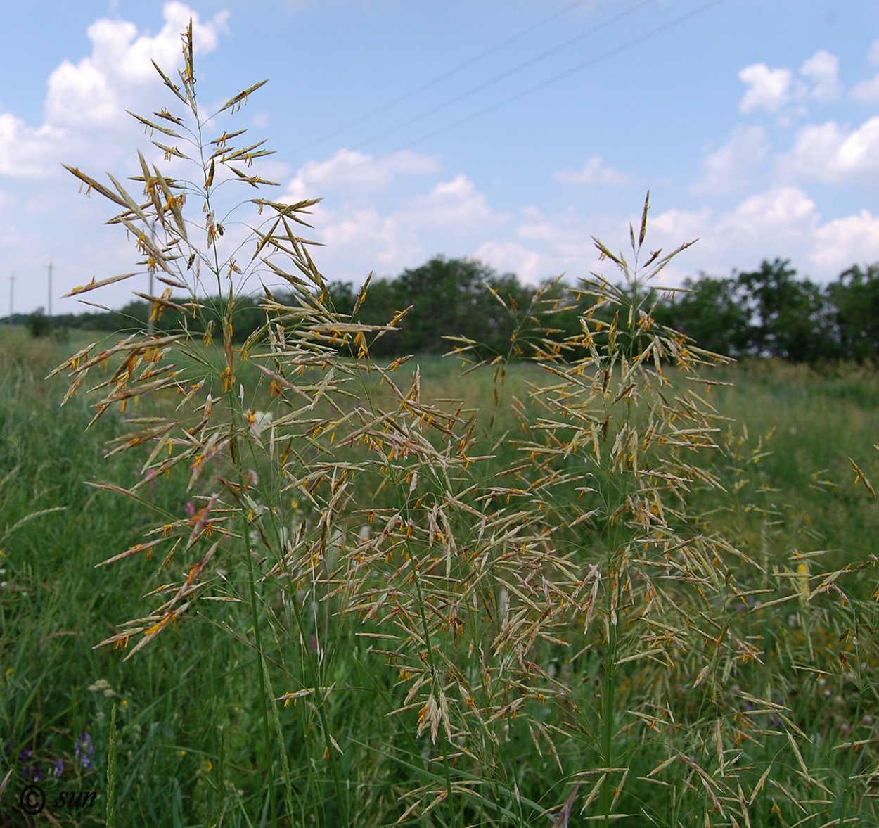 Костер кровельный (Bromus tectorum)