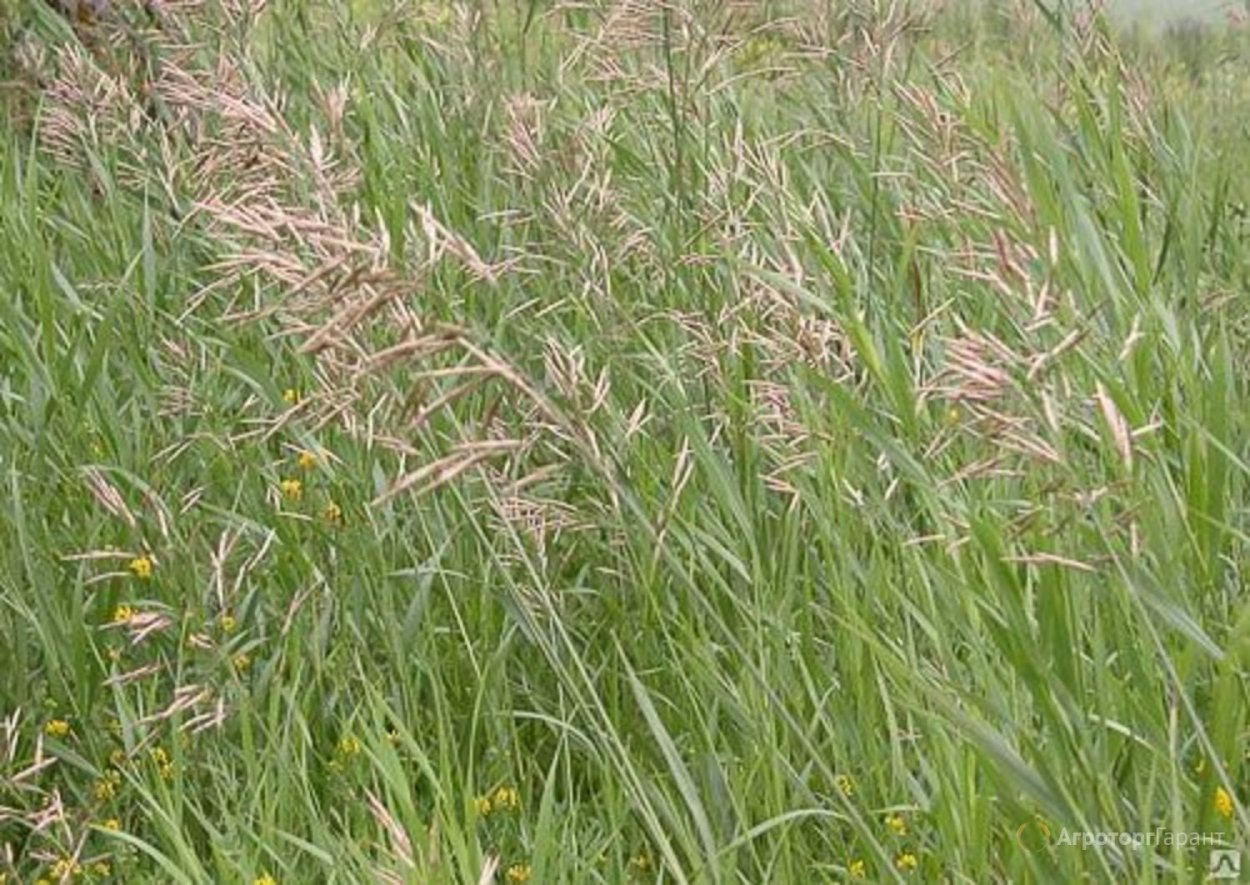 Bromus hordeaceus