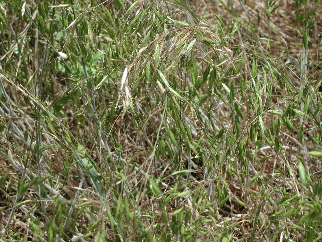 Костёр ржаной (Bromus secalinus)