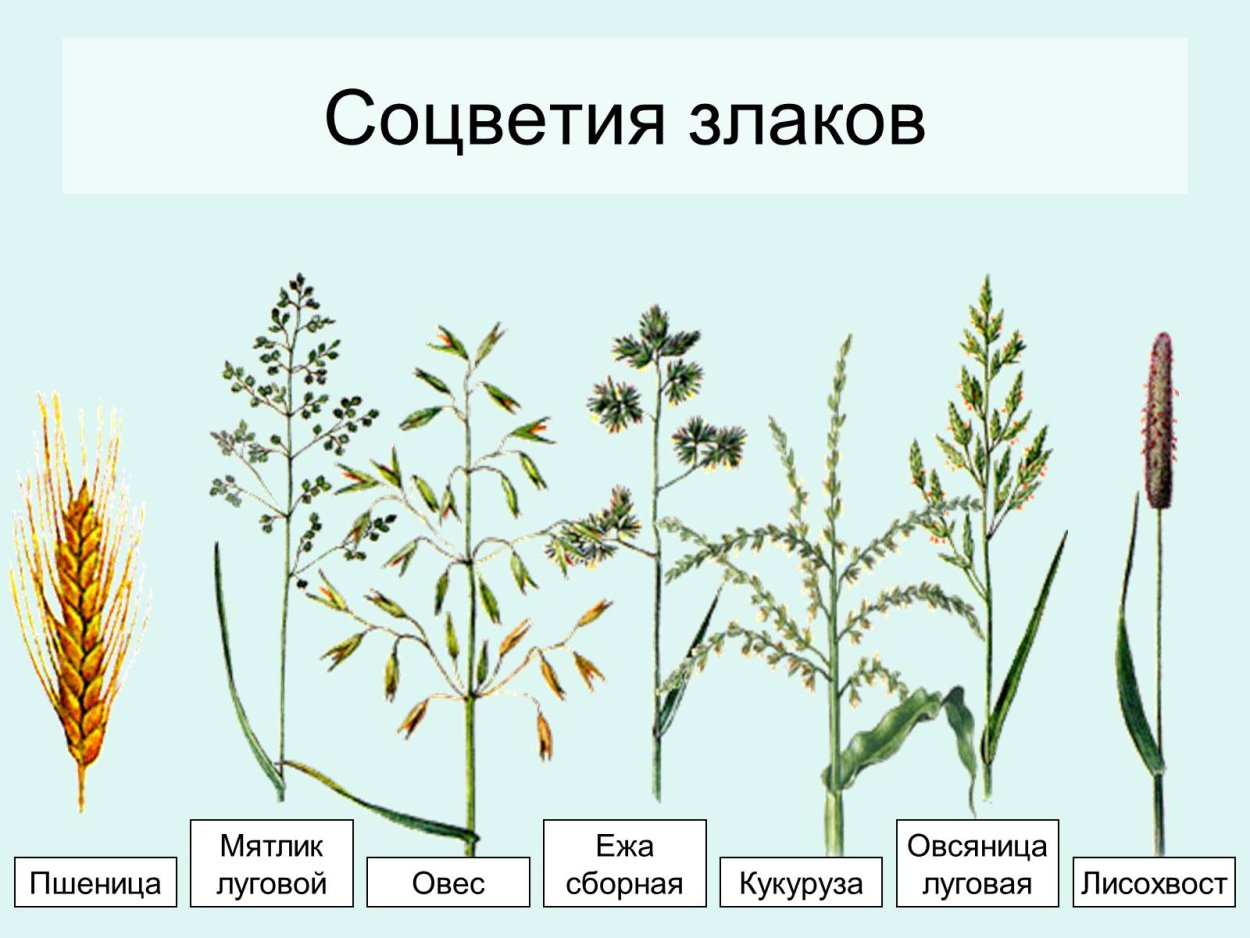 Костер безостый (Bromus inermis