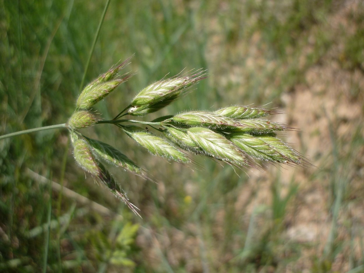 Костёр ржаной (Bromus secalinus)