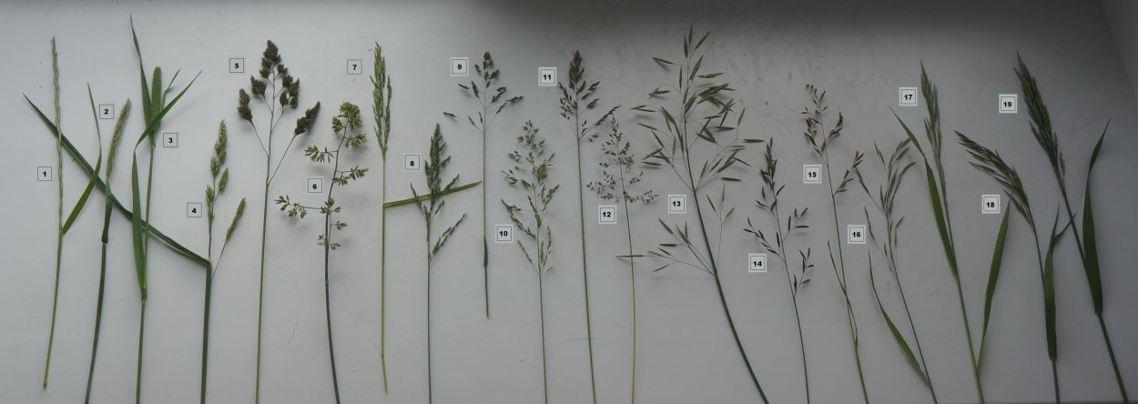 Костёр ржаной (Bromus secalinus)