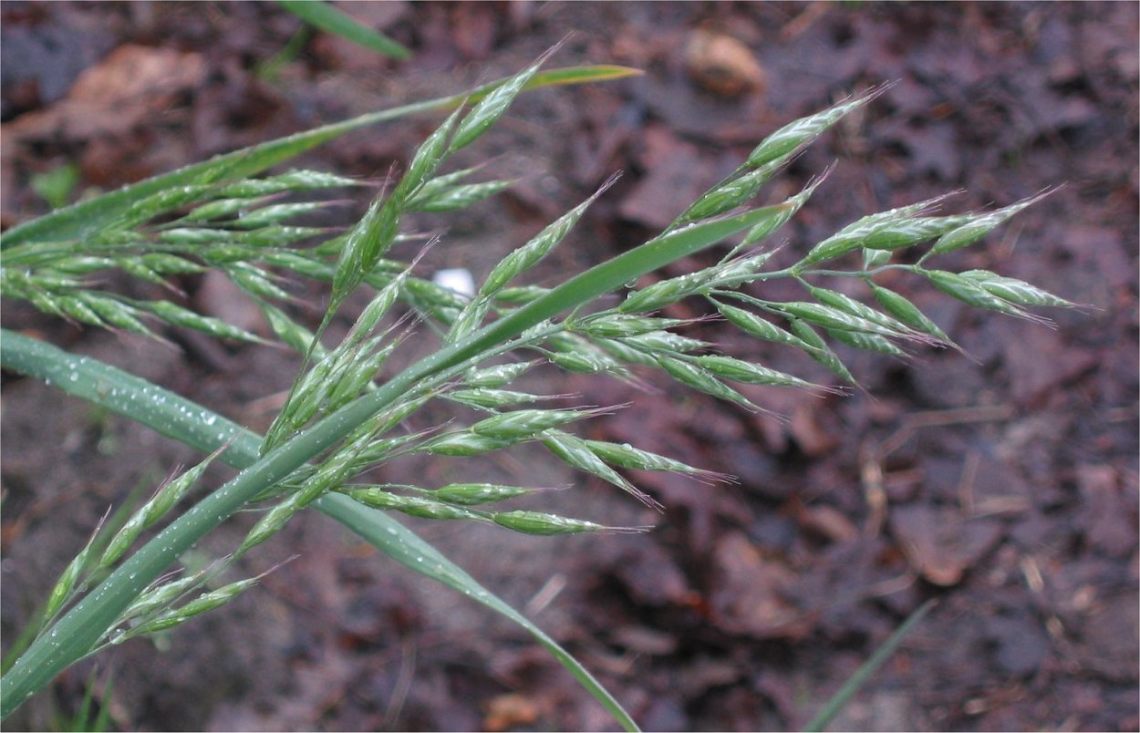 Костер безостый (Bromus inermis