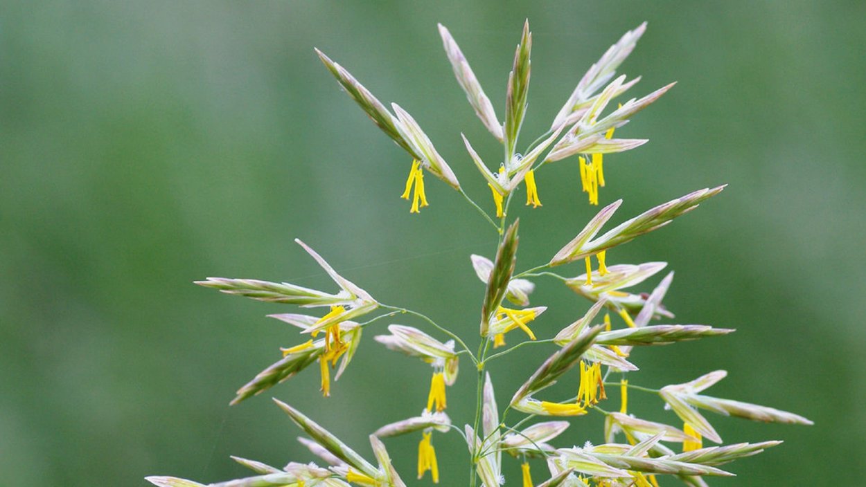 Bromus secalinus l.