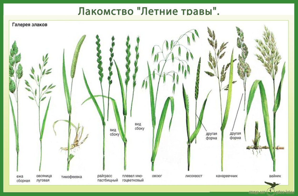 Мясо свинины части туши