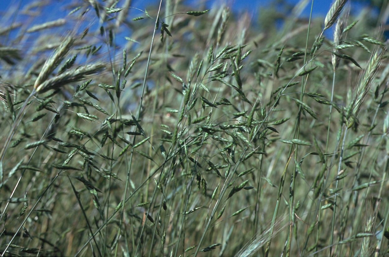 Ежа сборная (Dactylis glomerata)