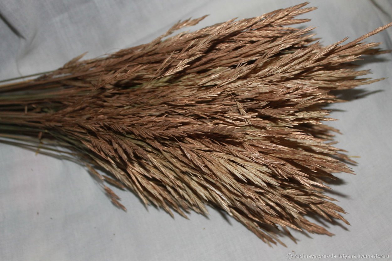 Костёр ржаной (Bromus secalinus)