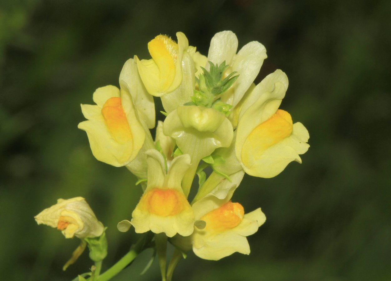 Льнянка обыкновенная Linaria vulgaris