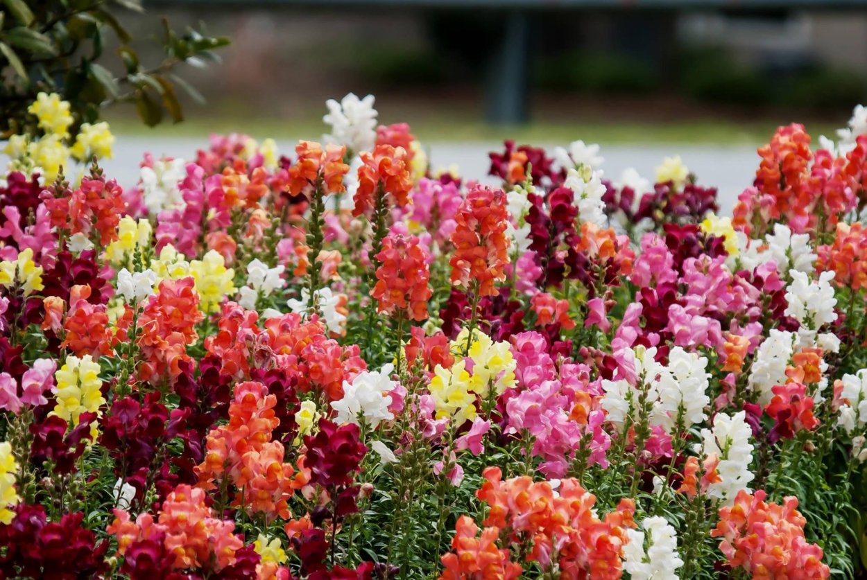 Антирринум / Antirrhinum