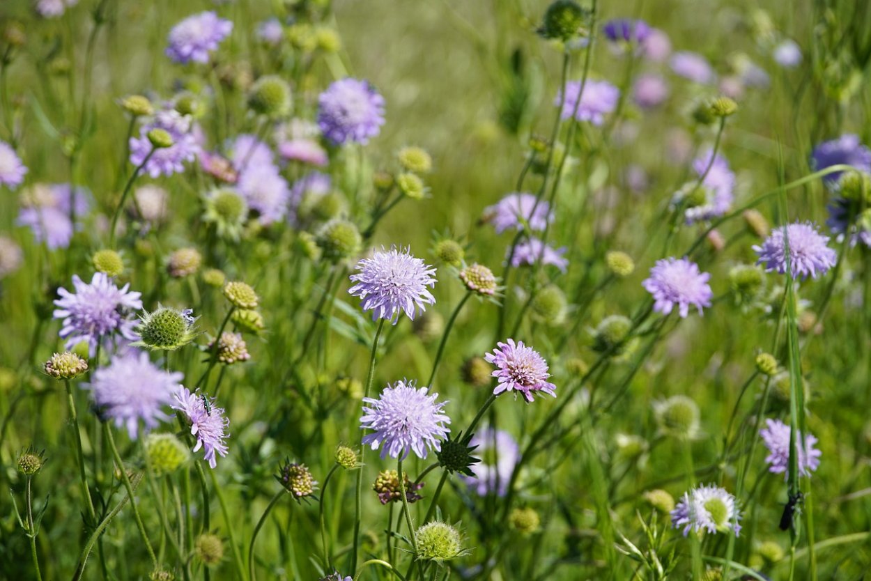Короставник полевой (Knautia arvensis)