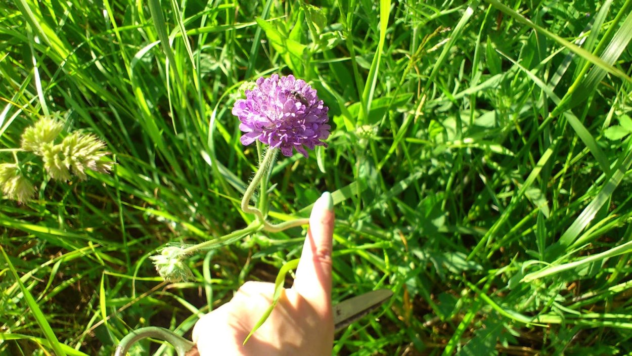 Короставник полевой (Knautia arvensis)