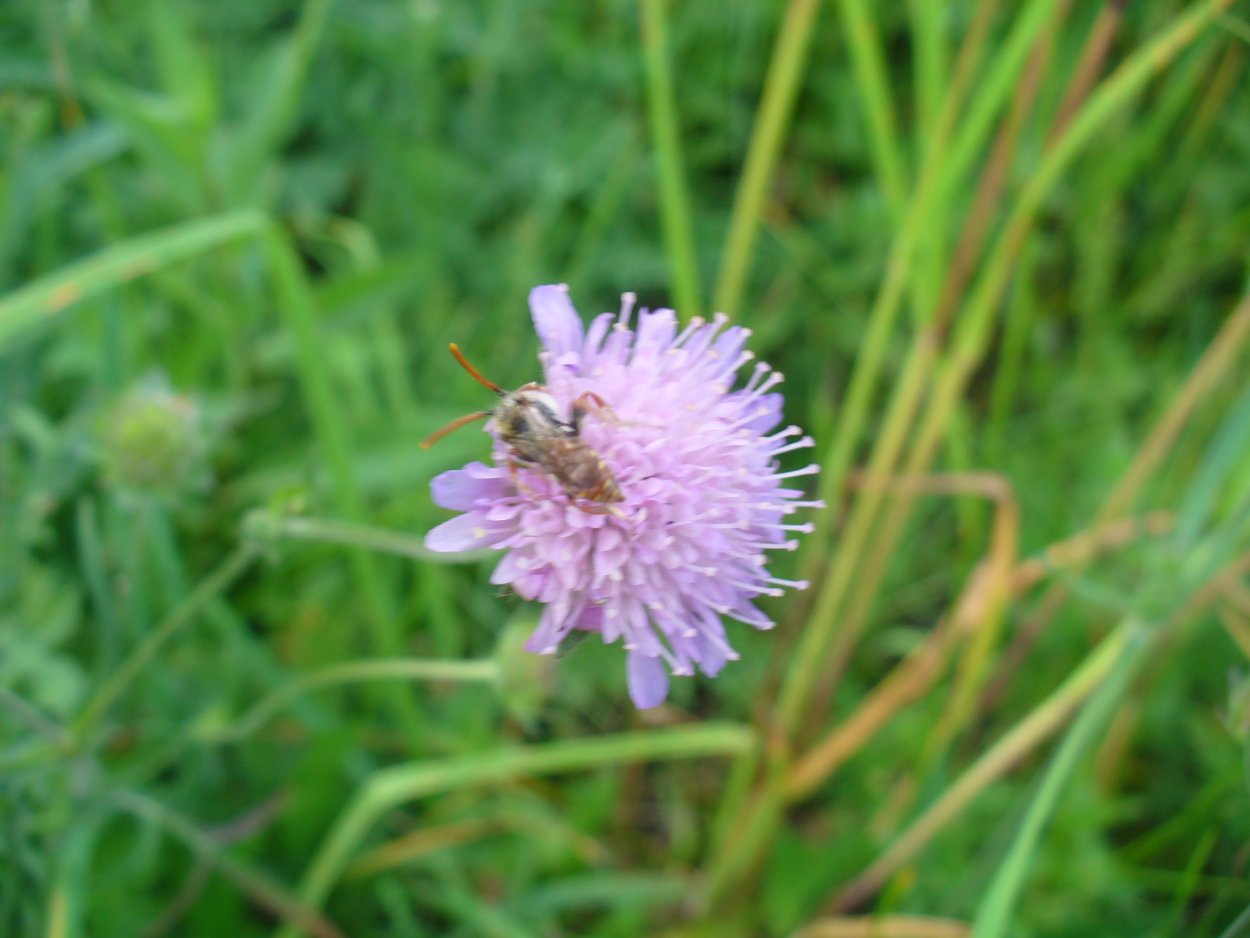 Succisa pratensis