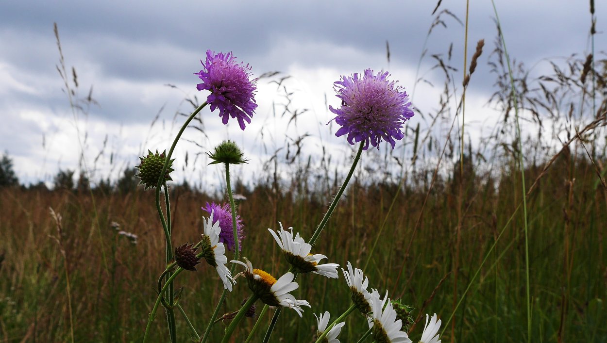 Короставник полевой (Knautia arvensis)