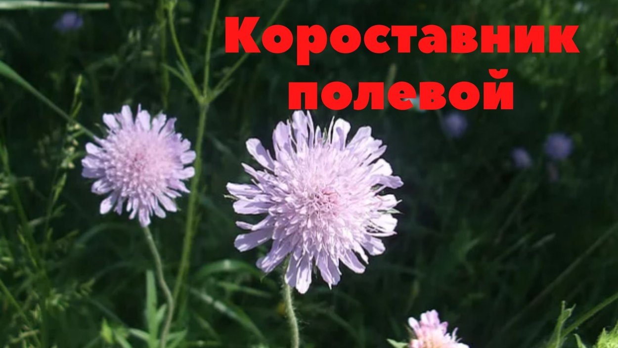 Короставник полевой лист