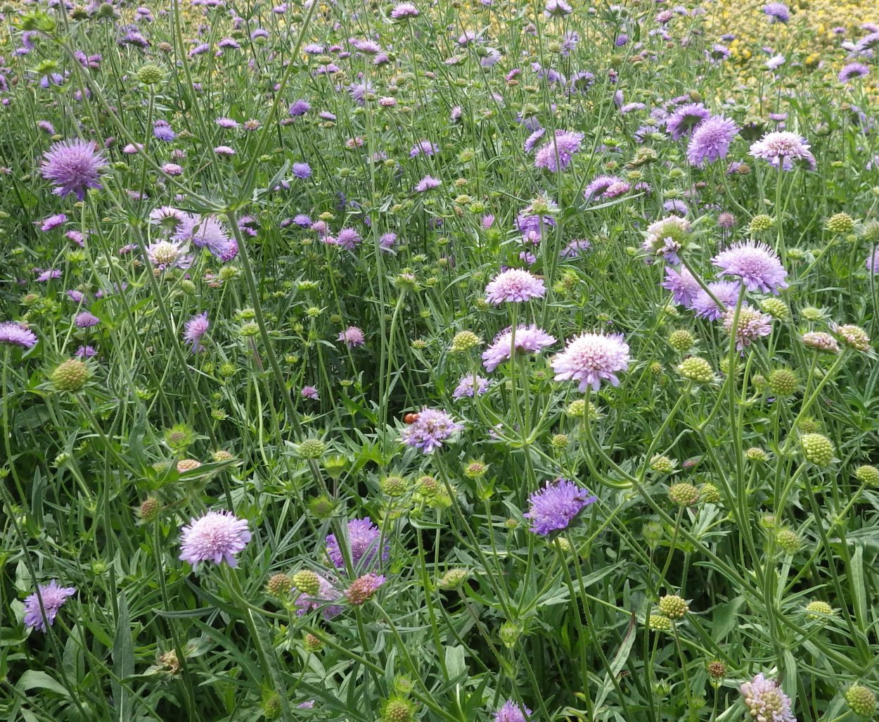 Короставник Македонский "Melton Pastels" (Knautia Macedonica)