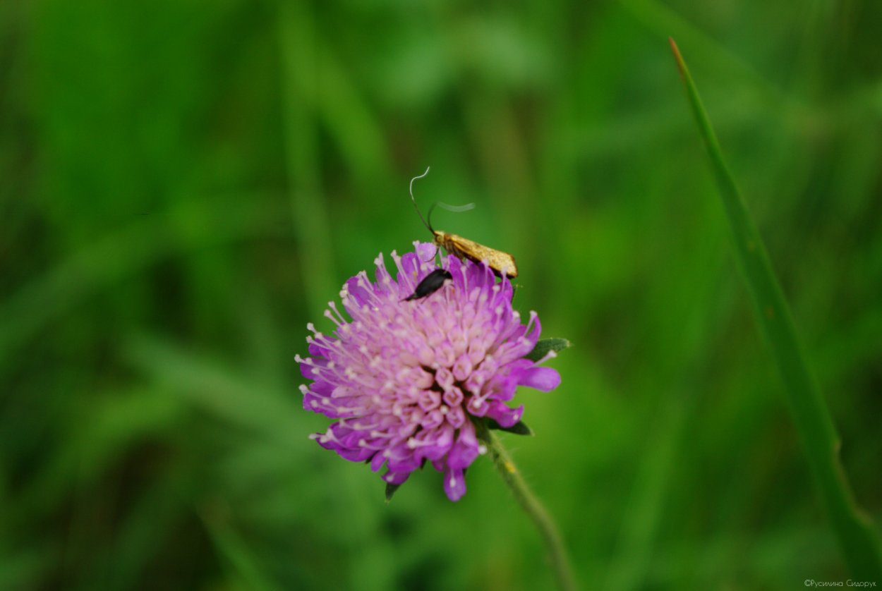 Клевер красный (Trifolium Rubens)