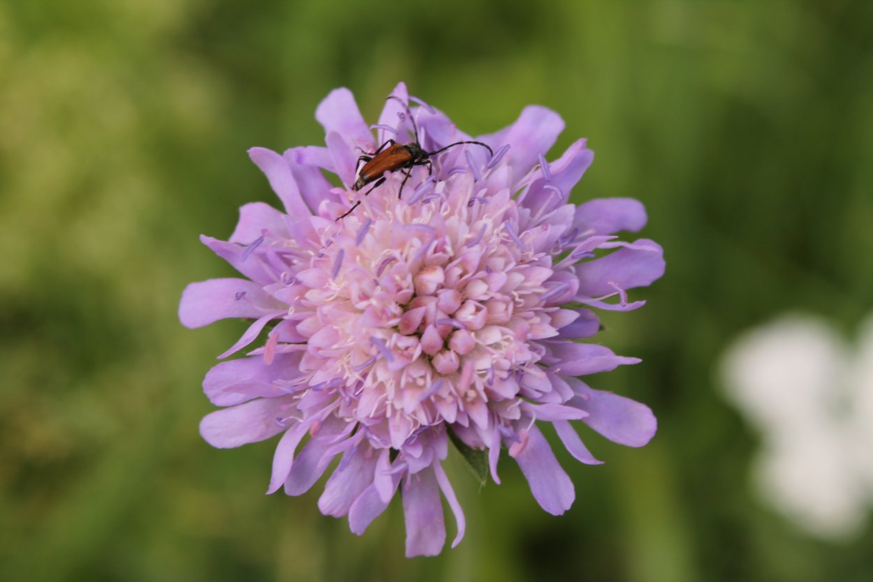 Красный Клевер Trifolium pratense