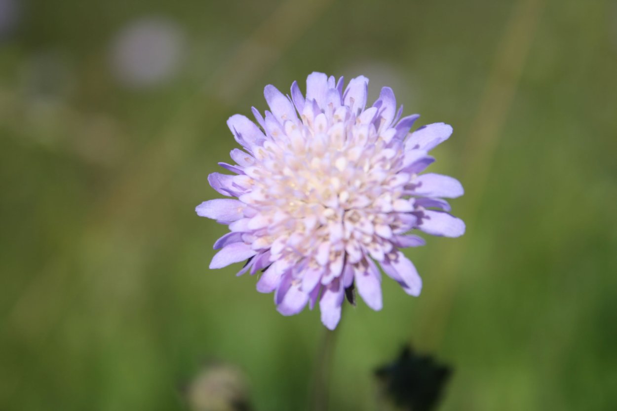 Короставник полевой (Knautia arvensis)