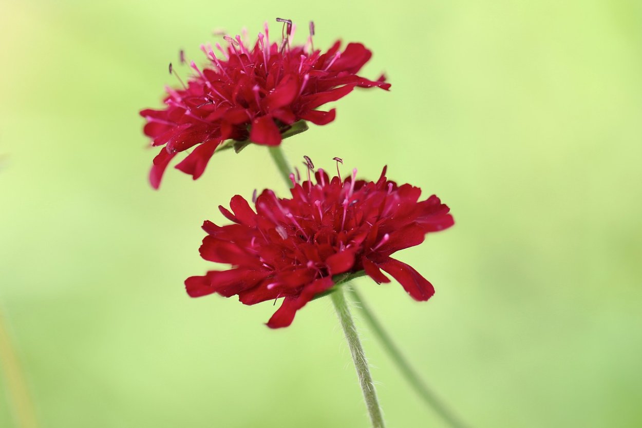 Короставник полевой (Knautia arvensis)