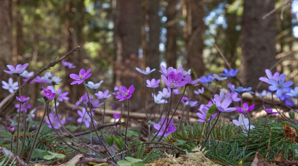 Dicentra cucullaria ‘Carl Gehenio'