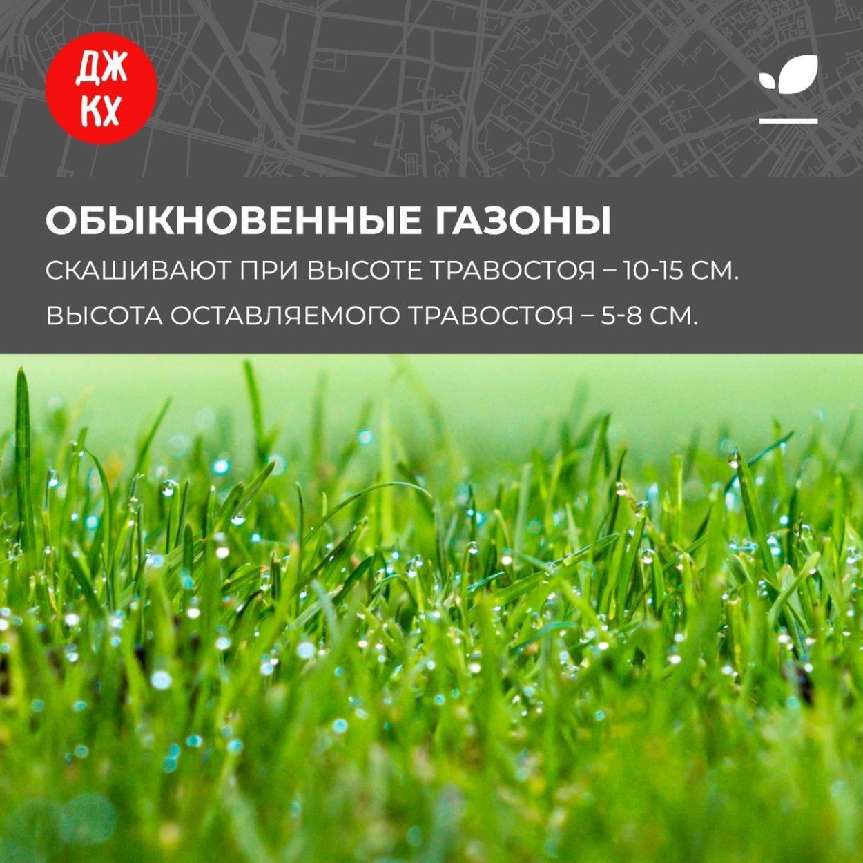 Полевица ползучая