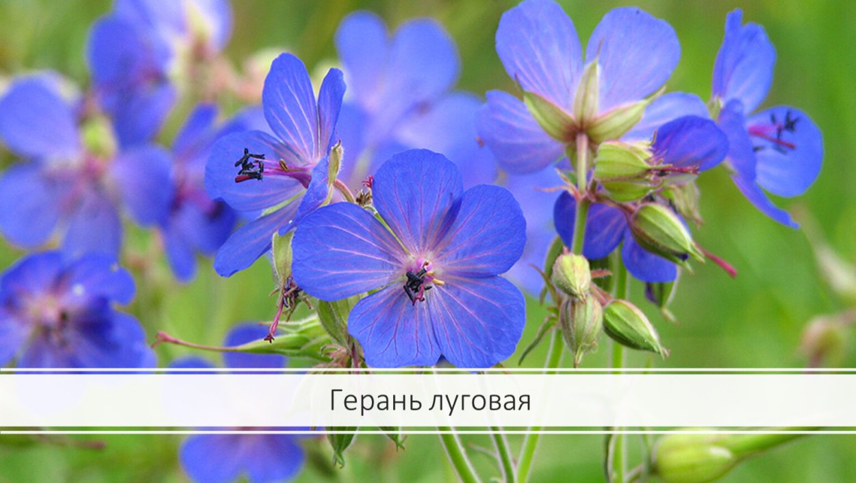 Герань Лесная