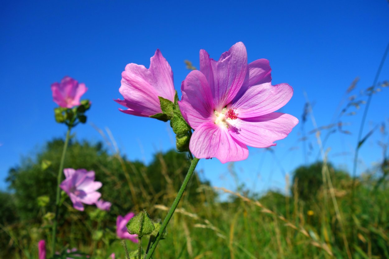 Герань Лесная Geranium sylvaticum l. ботаника