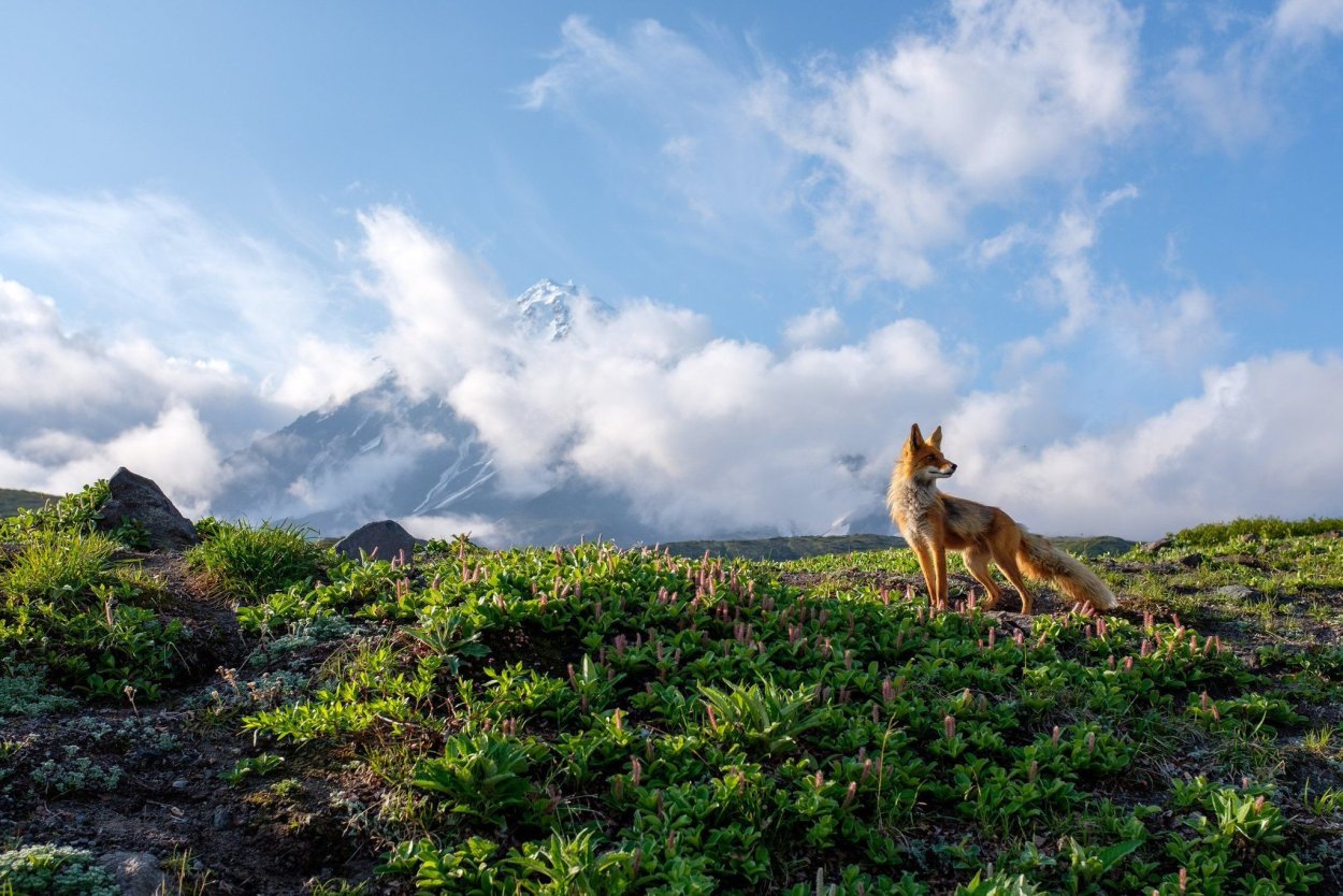 Камчатка National Geographic