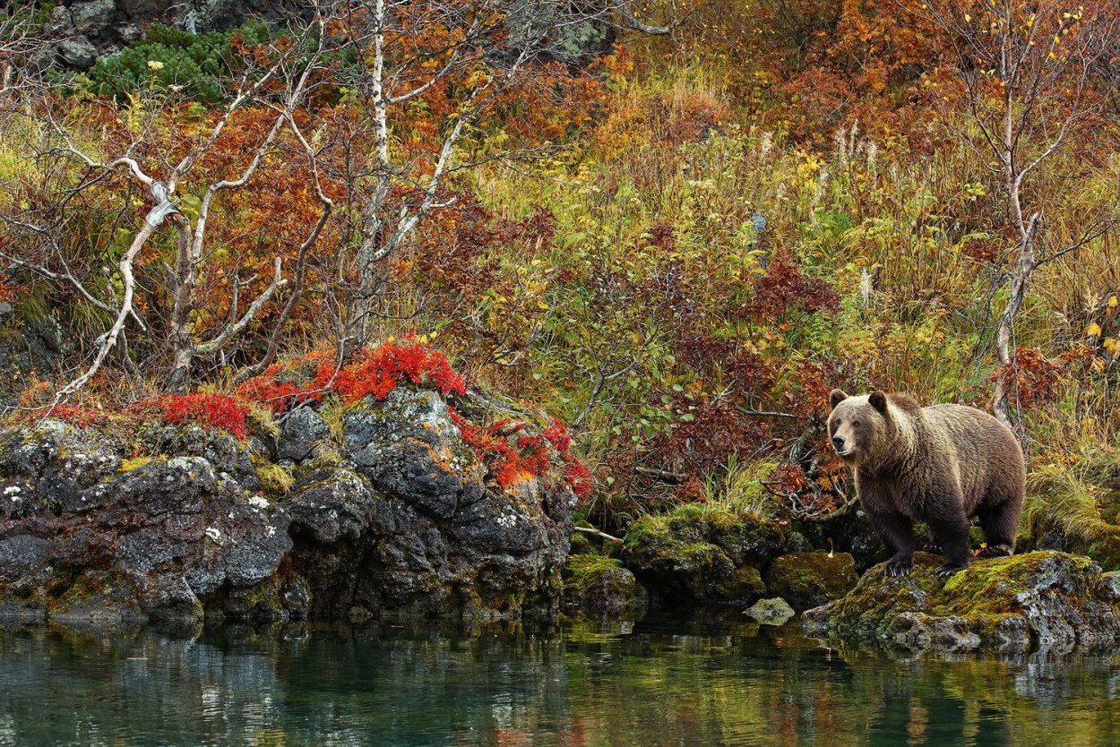 Саманг Камчатка