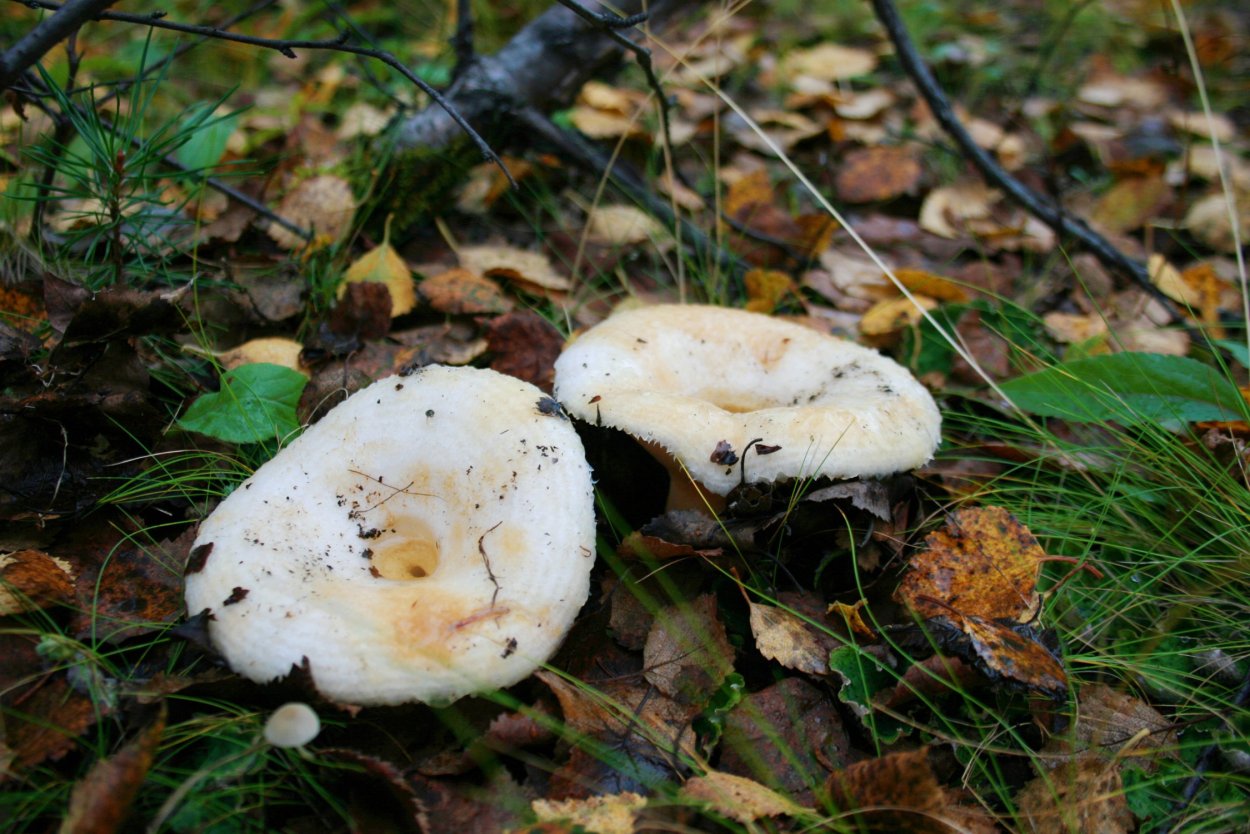 Груздь водянистозоновый (Lactarius aquizonatus)