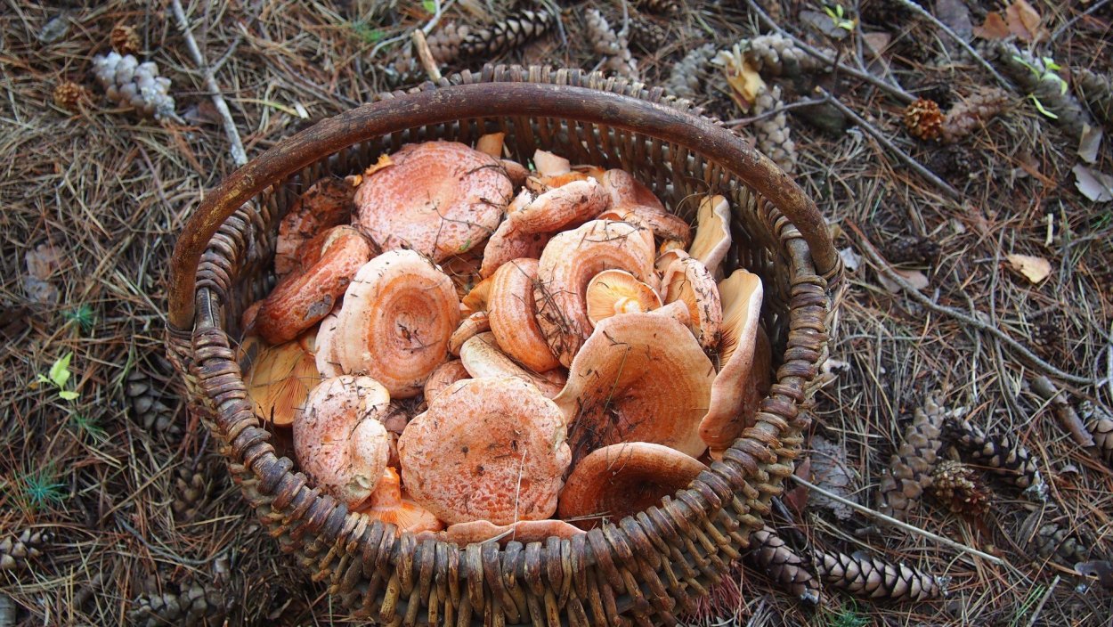 Рыжики в лесу