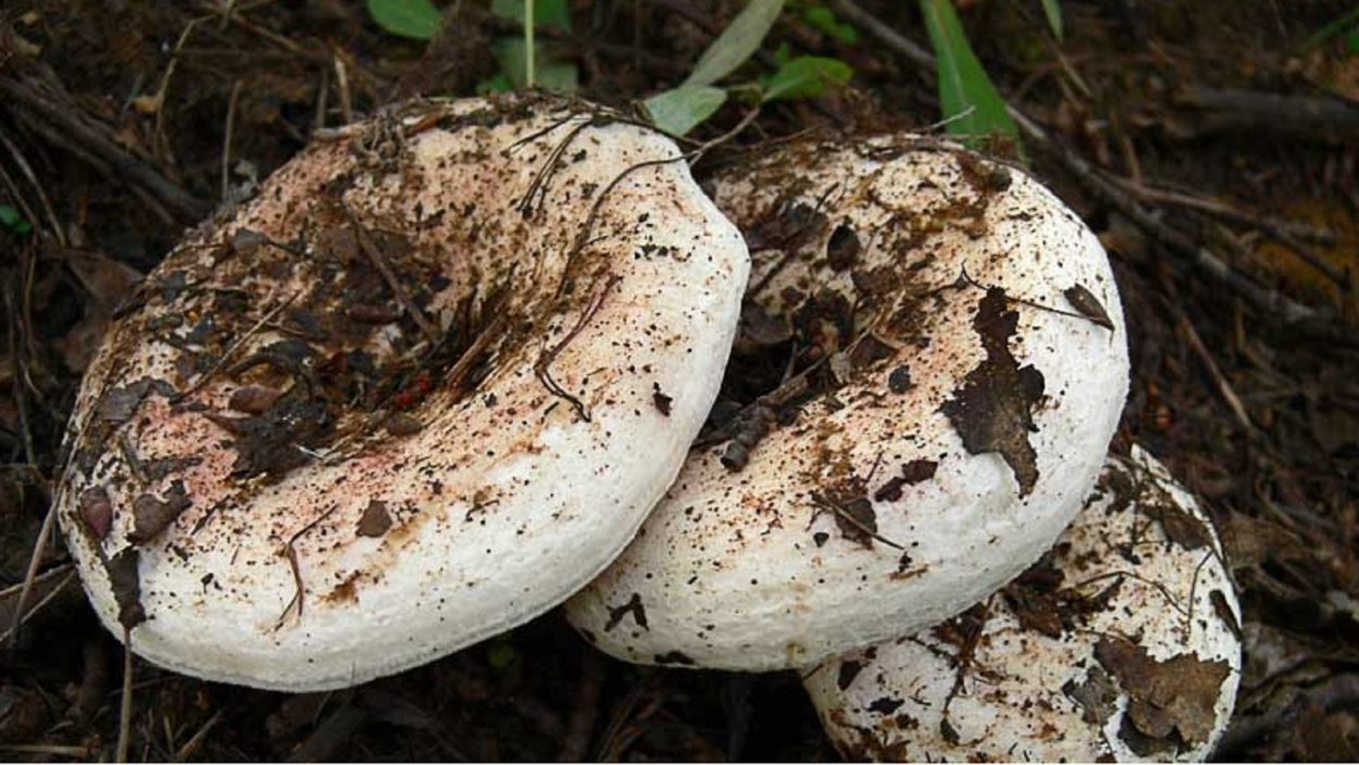 Груздь бахромистый Lactarius citriolens