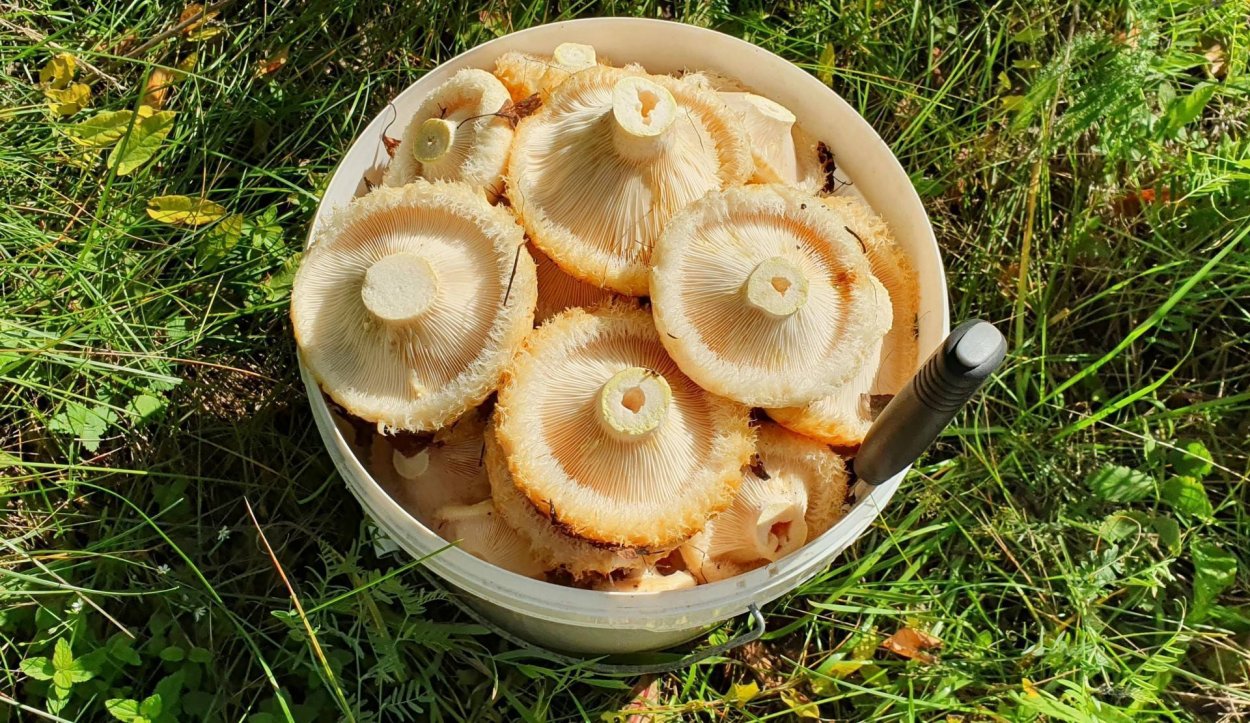 Ельничный груздь