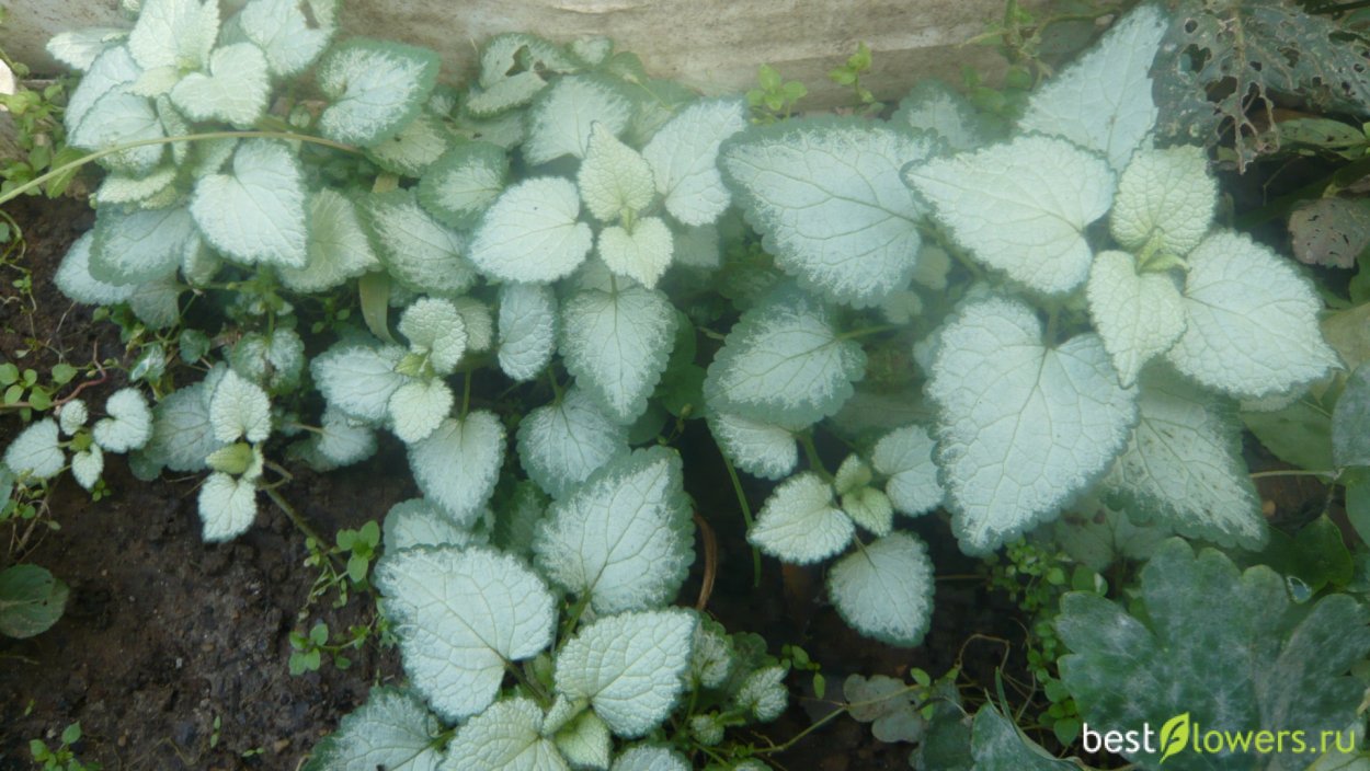 Яснотка Aureum