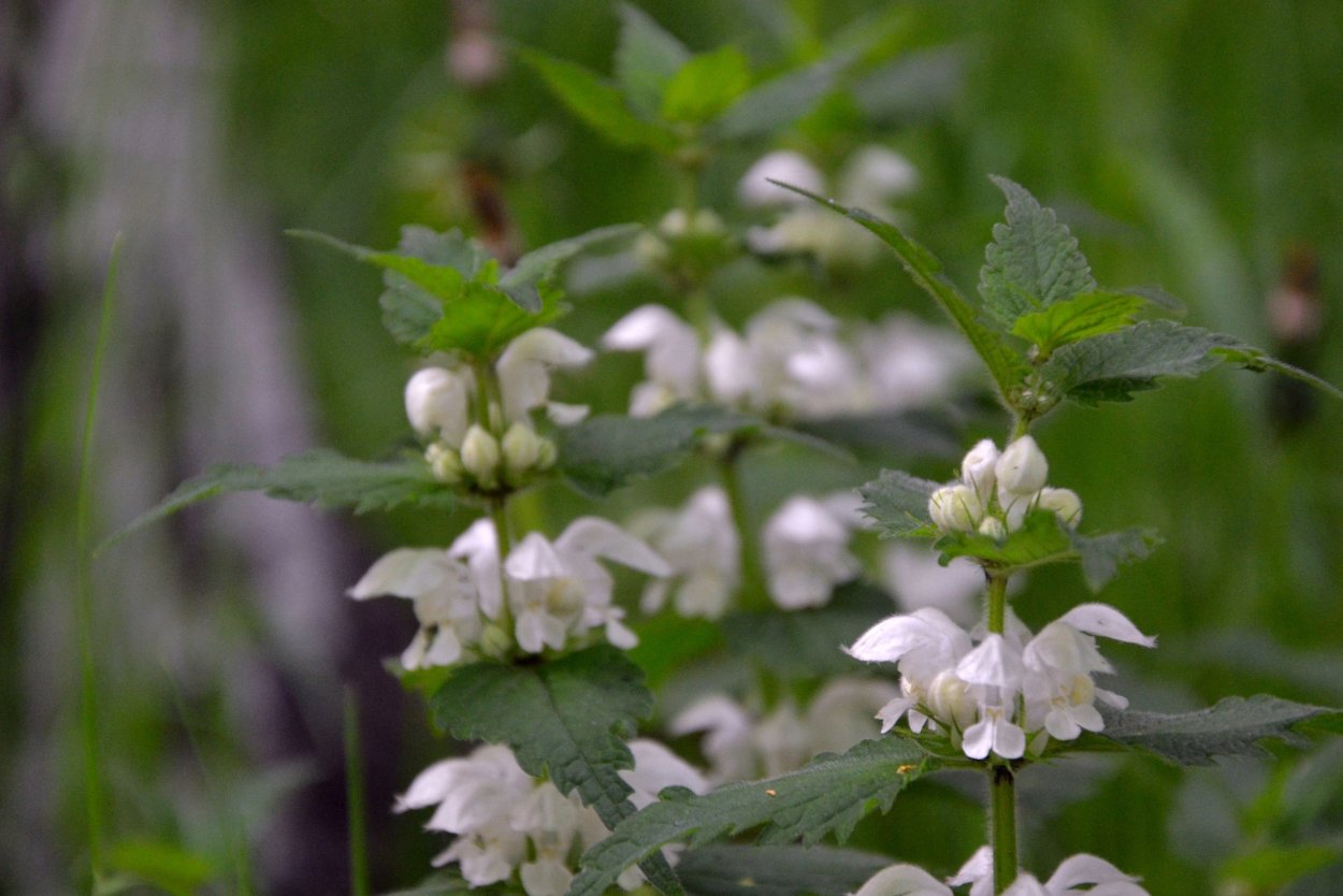 Яснотка белая