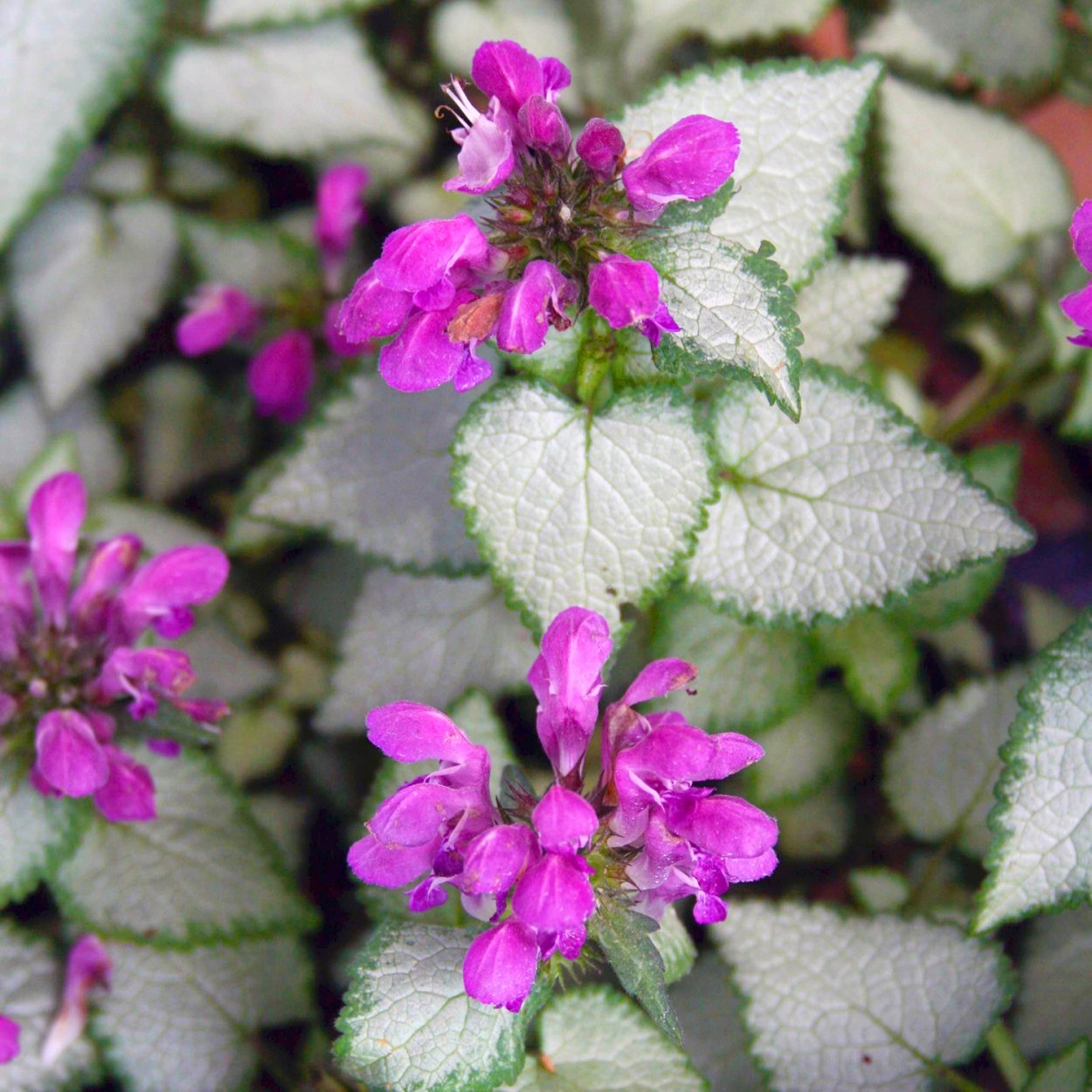 Яснотка ползучая