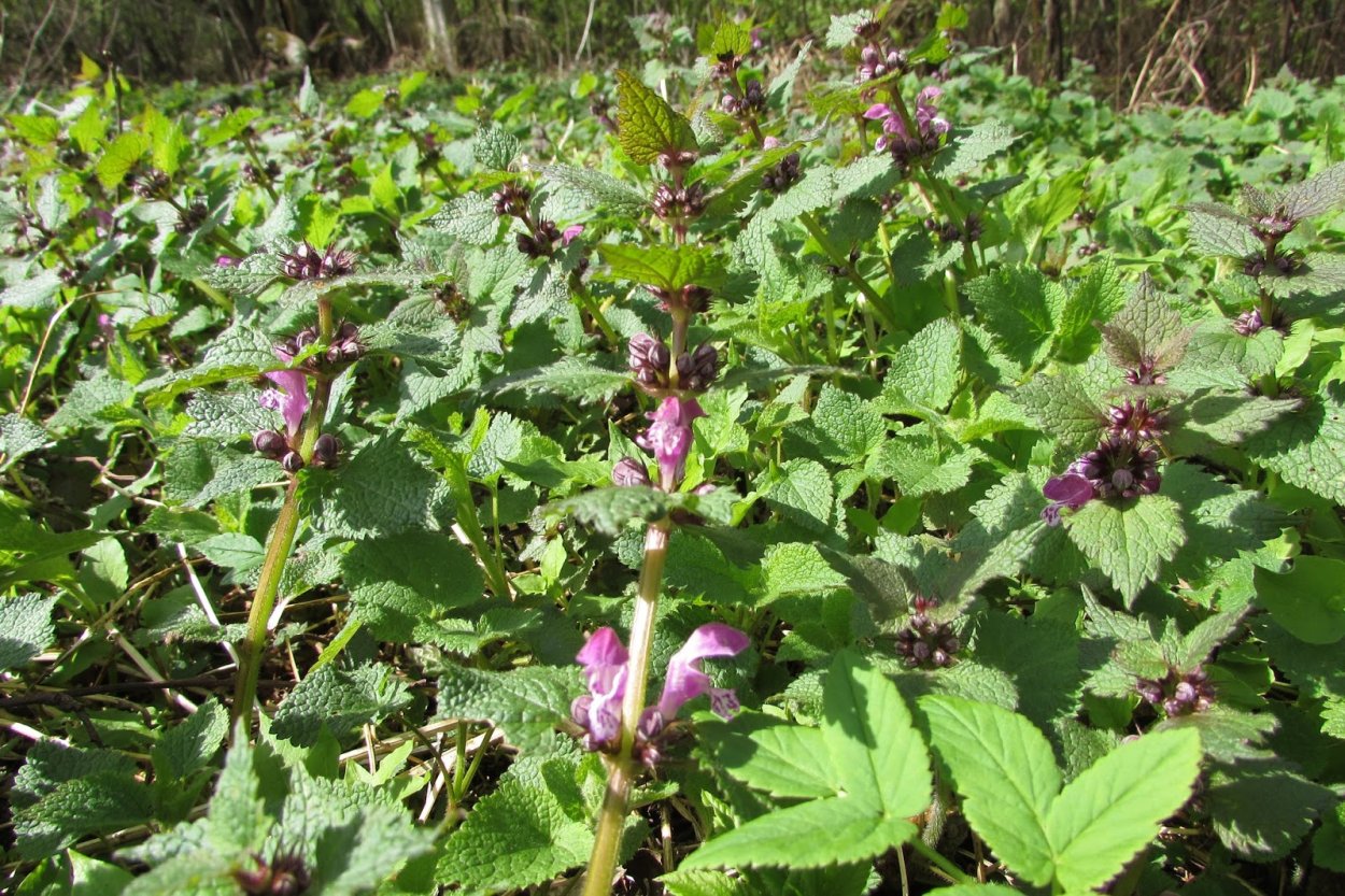 Яснотка пурпурная сорняк