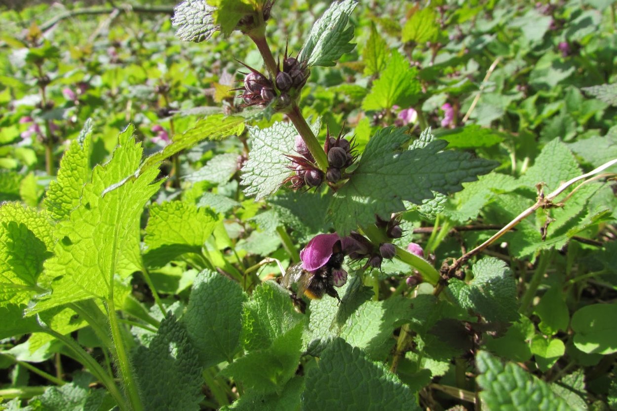 Яснотка стеблеобъемлющая Lamium amplexicaule