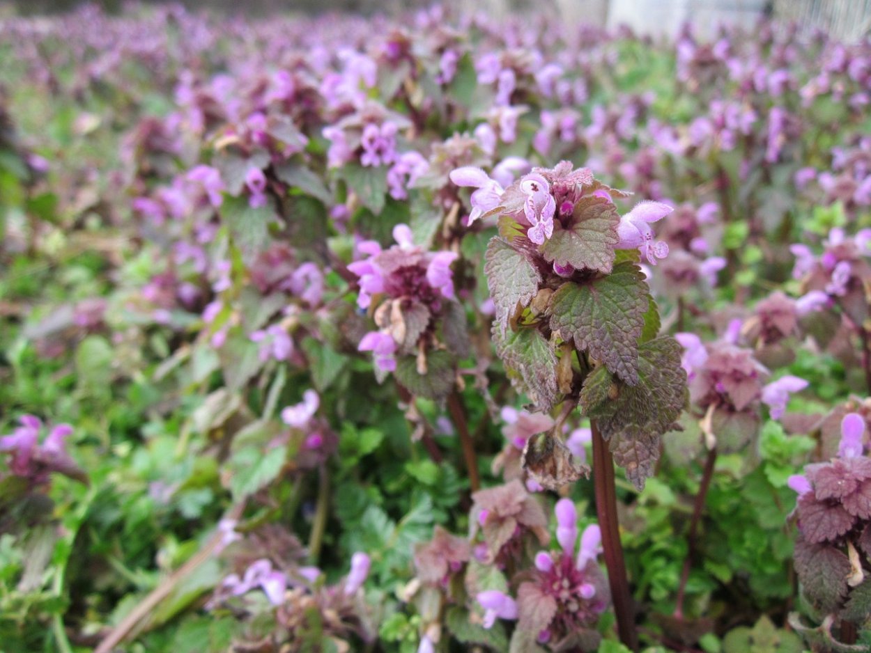 Яснотка пурпурная