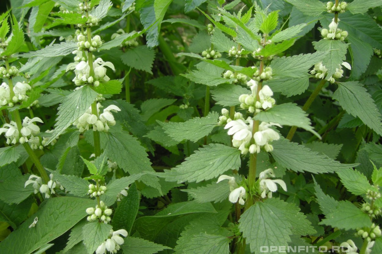 Яснотка белая