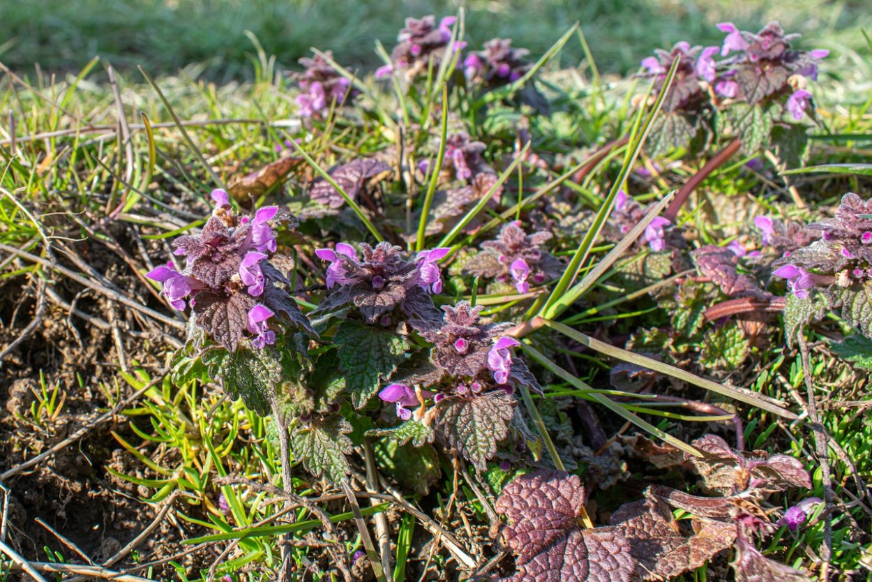 Яснотка войлочная