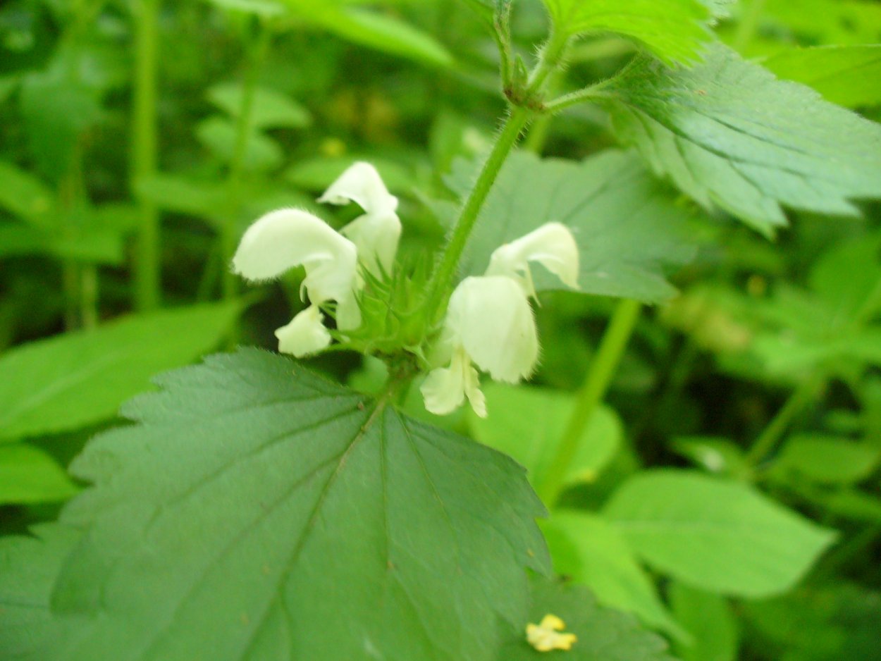 Яснотка шерстистая