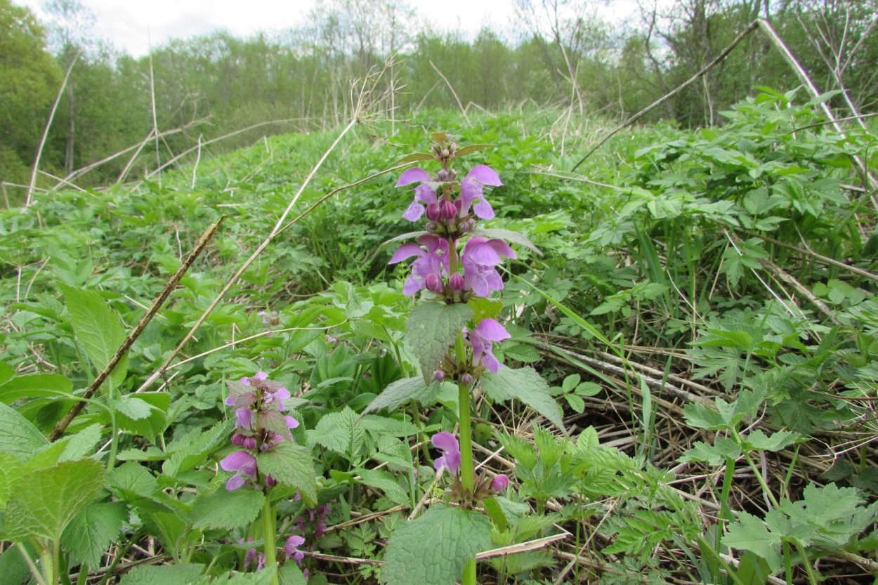 Яснотка Полевая Луговая