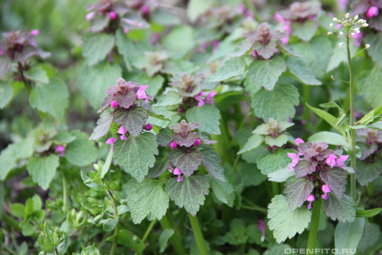 Яснотка пурпуровая