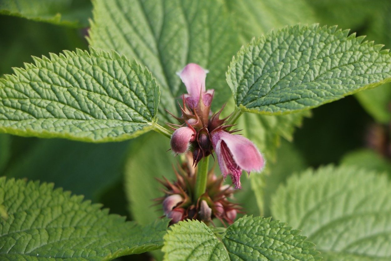 Яснотка пурпуровая -Lamium purpureum