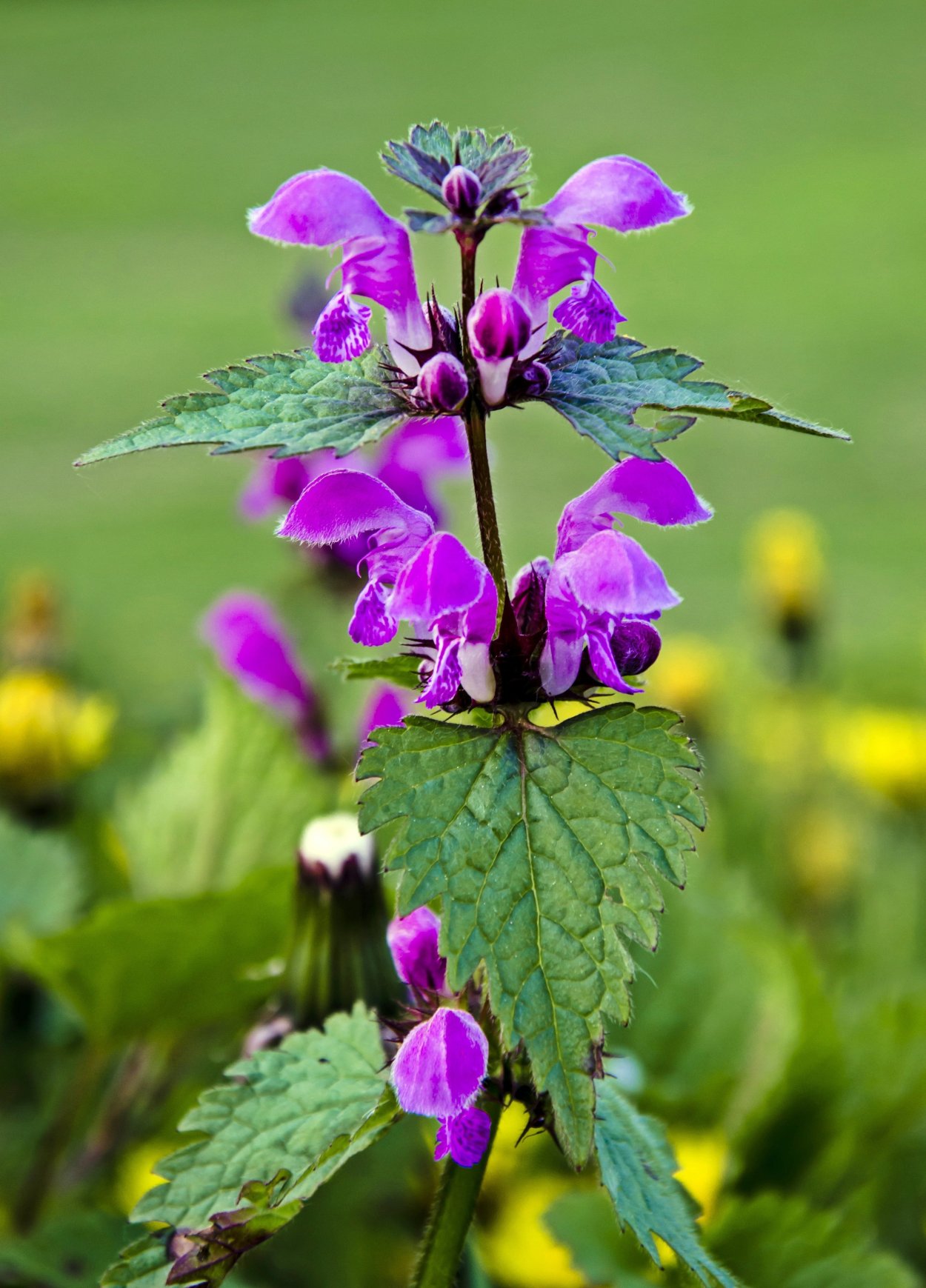 Яснотка войлочная