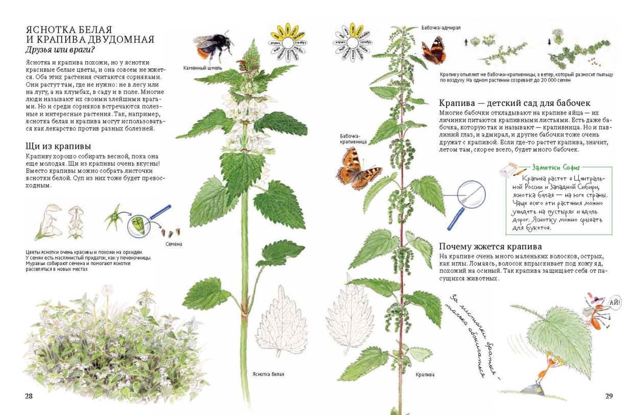 Яснотка крапчатая