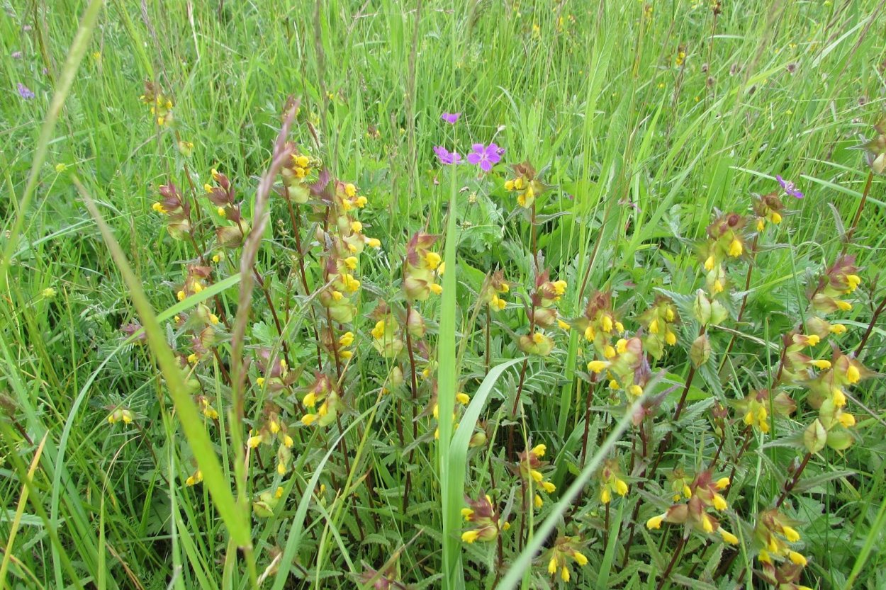 Живучка шалфей Луговой