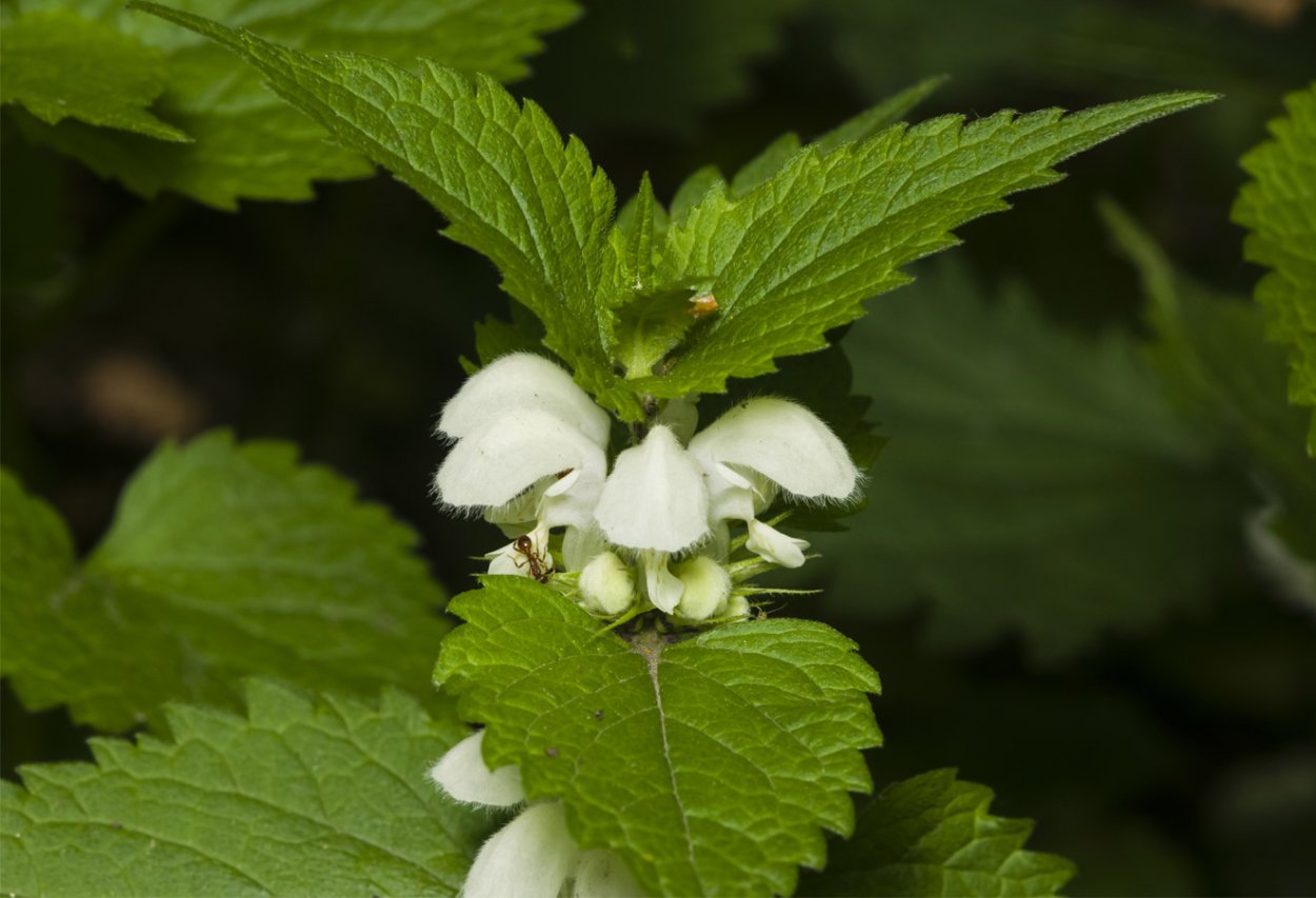 Макросъемка яснотка белая